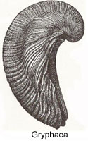 fossil image
